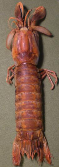 faughnia formosae T.F.C. dorsal view.bmp